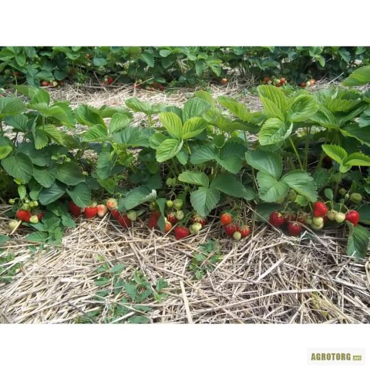 Клубника "ЭЛЬСАНТА" (6 шт.)
